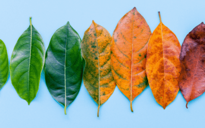 Mental Health After a Big Life Change: Moving, Divorce, Job Loss and More