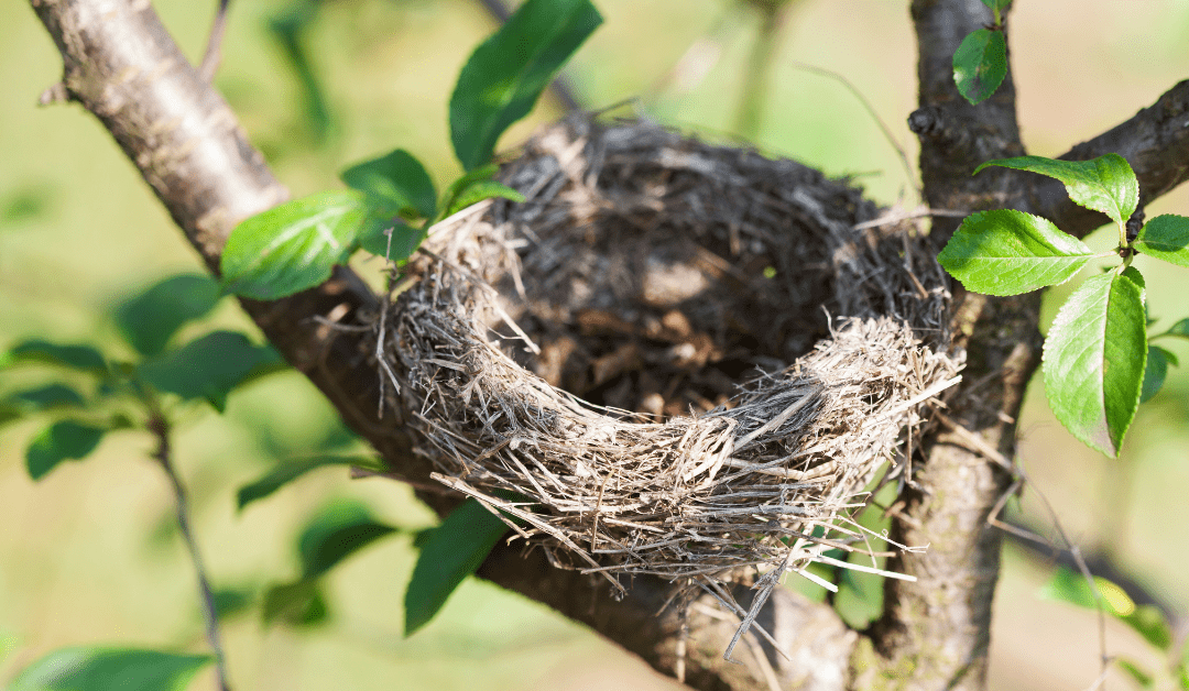 Empty Nesters Season: Kids Graduating, Summer Break, & Kids Leaving