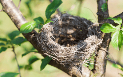 Empty Nesters Season: Kids Graduating, Summer Break, & Kids Leaving